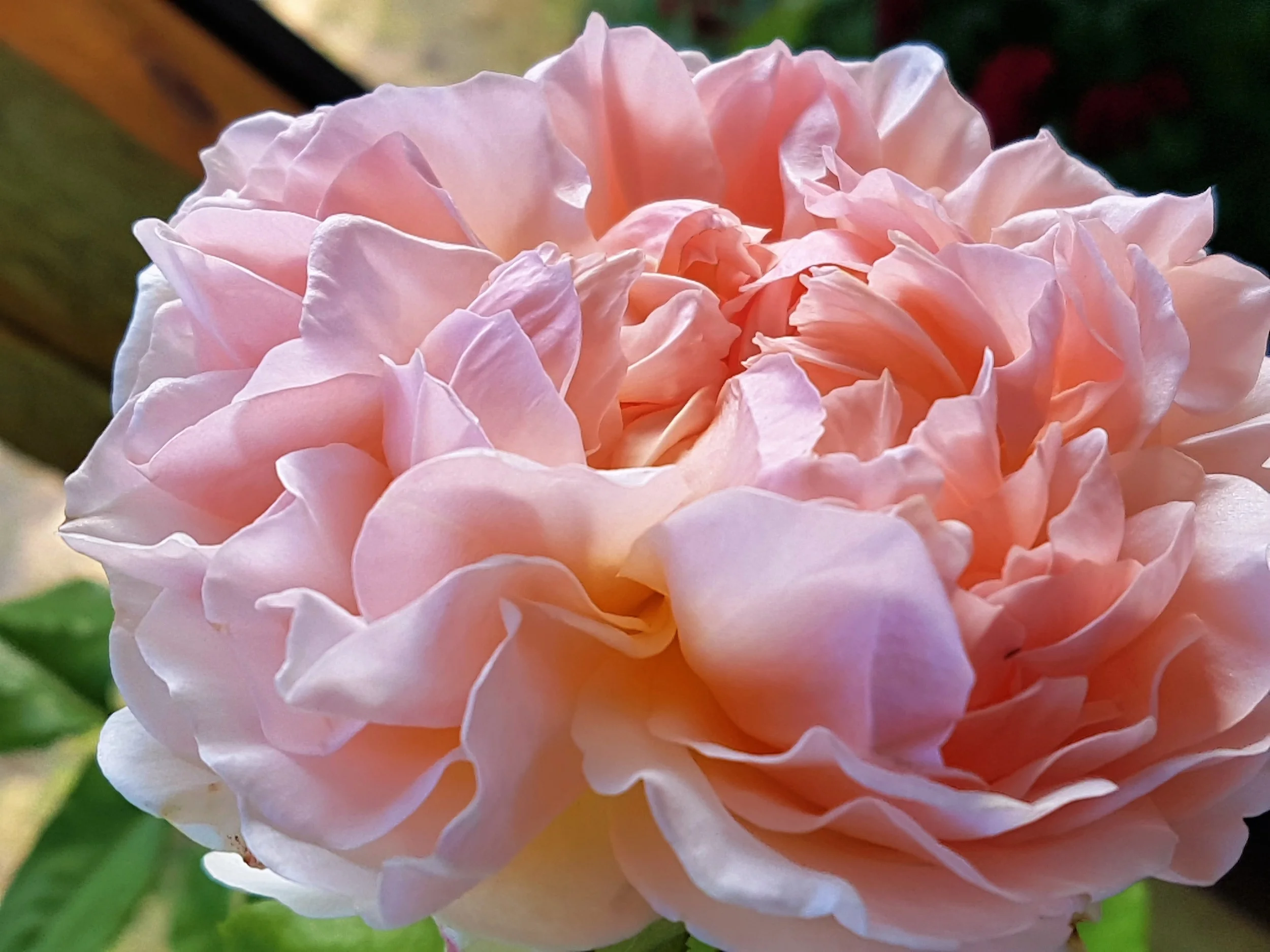 Confessions of a Rose-aholicPollinationUrban Habitats Landscape Studio